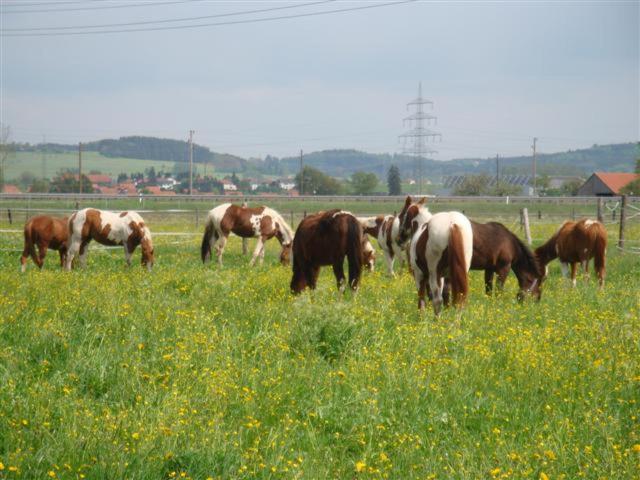 Chrom Ranch Reiterhof Bed & Breakfast Memmingen Exterior photo